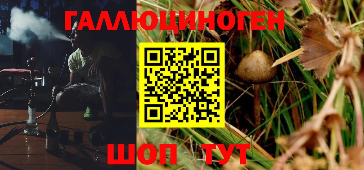 Шелехов  Псилоцибиновые грибы Psilocybine cubensis  Вход с VPN 